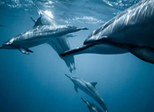 体育App下载-LPL赛事官方：Bin国际赛事招牌英雄胜率